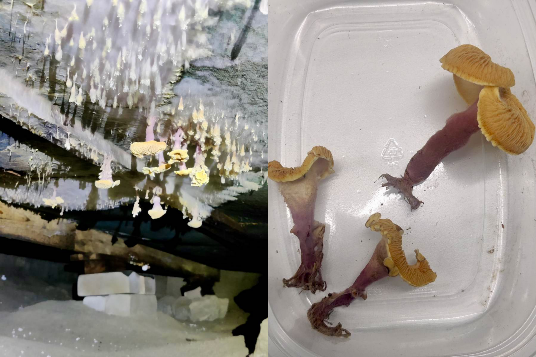 Müstiliseks moondunud lehvikvaheliku viljakehad põranda all: niiskuskahjustusega konstruktsioonidel rippuvad ja ebakorrapäraseks kasvanud viljakehad.