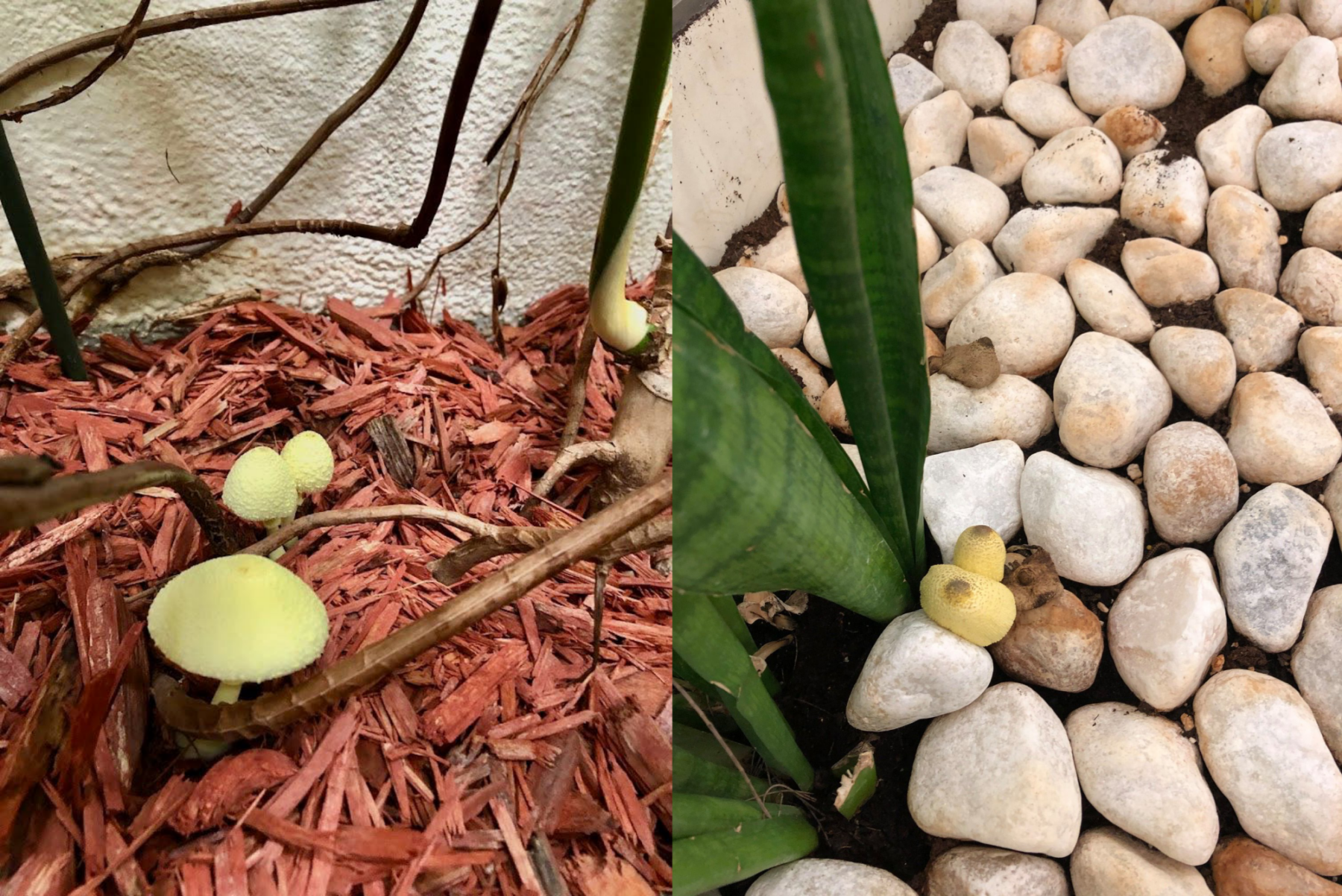 Kollane voltsirmik (Leucocoprinus birnbaumii) lillepotis – troopilise päritoluga liik, mis ilmub potimullast sageli välja niisketes ja soojades tingimustes.